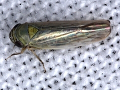 Limotettix incertus