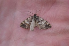 Enchoria lacteata