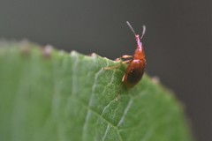Tanyrhinus singularis