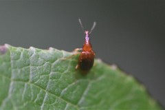 Tanyrhinus singularis