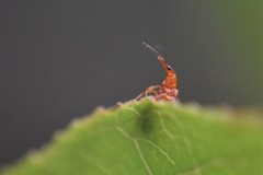 Tanyrhinus singularis