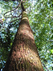 Terminalia tetraphylla