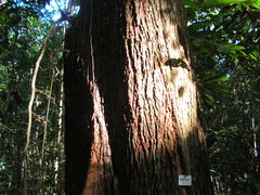 Terminalia tetraphylla