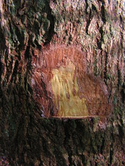 Terminalia tetraphylla