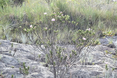 Lavoisiera