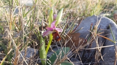 Ophrys bertolonii flavicans