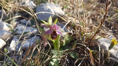 Ophrys bertolonii flavicans