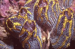 Botrylloides magnicoecus