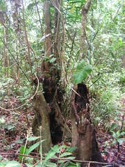 Terminalia tetraphylla