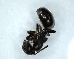 Dolichoderus taschenbergi