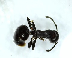 Dolichoderus taschenbergi
