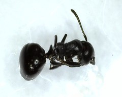 Dolichoderus taschenbergi