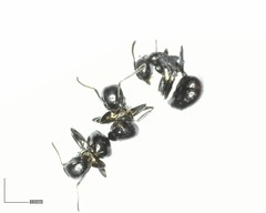 Dolichoderus taschenbergi