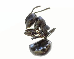 Dolichoderus taschenbergi