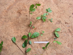 Terminalia tetraphylla