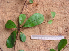 Terminalia tetraphylla