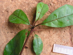 Terminalia tetraphylla
