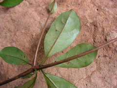 Terminalia tetraphylla