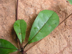 Terminalia tetraphylla