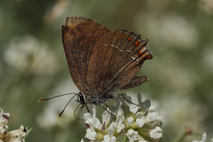 Satyrium esculi