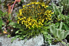 Soroseris hookeriana