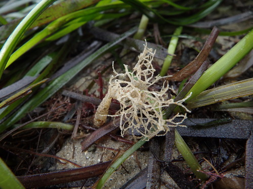 Lanice conchilega