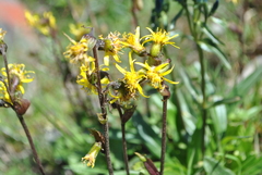 Ligularia hookeri