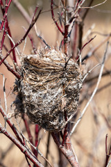 Cistothorus palustris