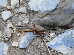 Gryllotalpa vineae
