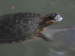 Trachemys callirostris callirostris