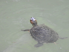 Trachemys callirostris callirostris