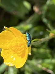 Psilothrix viridicoerulea