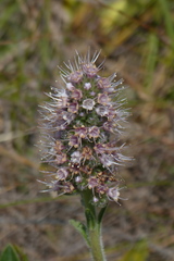 Echiostachys ecklonianus