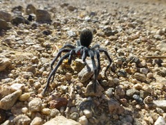 Aphonopelma icenoglei