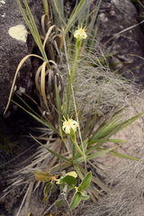 Barbacenia contasana