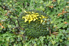 Soroseris hookeriana