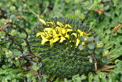 Soroseris hookeriana
