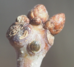 Lecanodiaspis