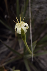 Barbacenia contasana
