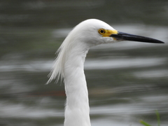Egretta thula