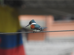 Chloroceryle americana