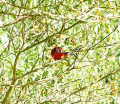 Platycercus elegans elegans