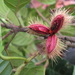 Sloanea guianensis - Photo (c) Tarciso Leão, algunos derechos reservados (CC BY-NC), subido por Tarciso Leão