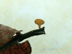 Rutstroemia petiolorum