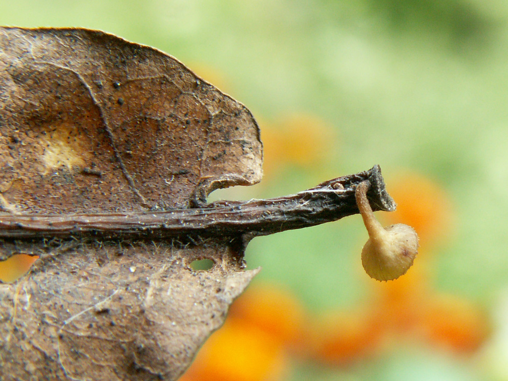 Rutstroemia petiolorum