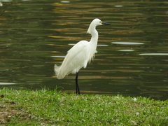 Egretta thula