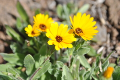 Calenduleae