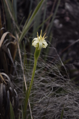 Barbacenia contasana
