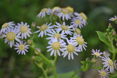Pericallis
