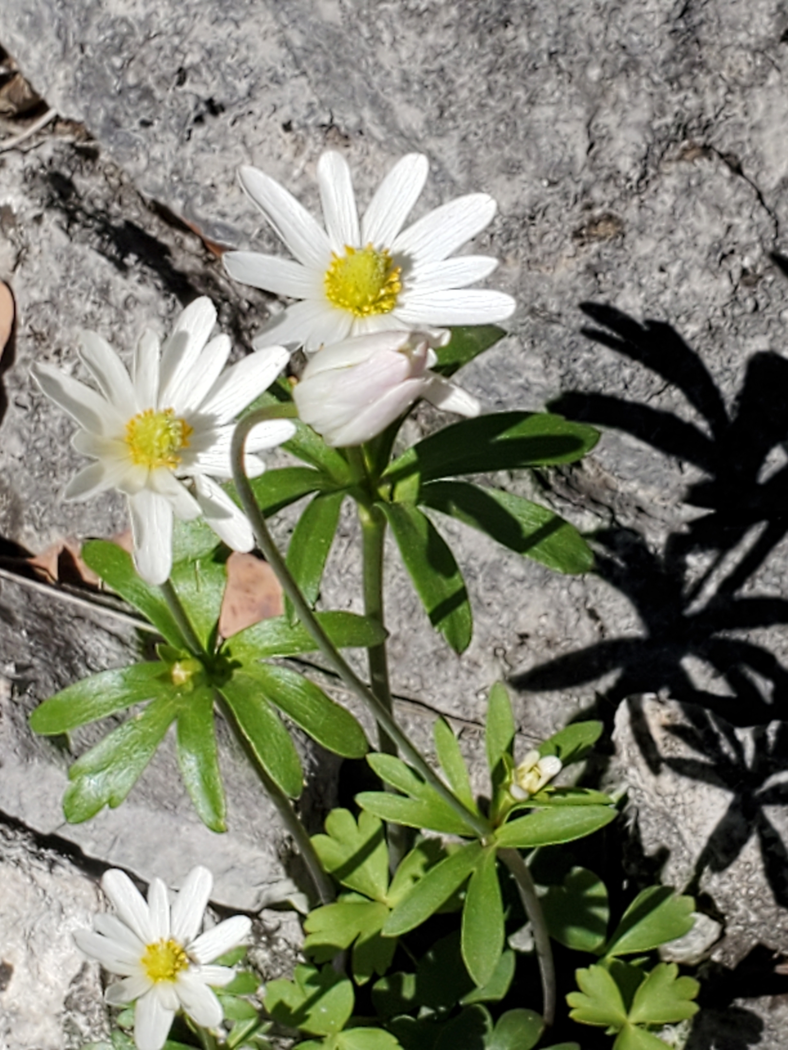 Anemone edwardsiana